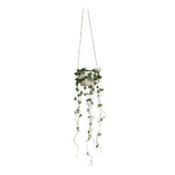 Ceropegia Woodii - String Of Hearts 36 Ceropegia Woodii - String Of Hearts -Plant Supplies Sale Ceropegia woodii String of Hearts Dot Hanging Indoor Pot