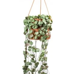 Ceropegia Woodii - String Of Hearts 32 Ceropegia Woodii - String Of Hearts -Plant Supplies Sale Ceropegia woodii String of Hearts Large Leaves