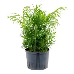 Chamaedorea Elegans - Parlour Palm - HydroCare 10 Chamaedorea Elegans - Parlour Palm - HydroCare -Plant Supplies Sale Chamaedore aelegans Parlour Palm Hydroculture 25 19x75cm