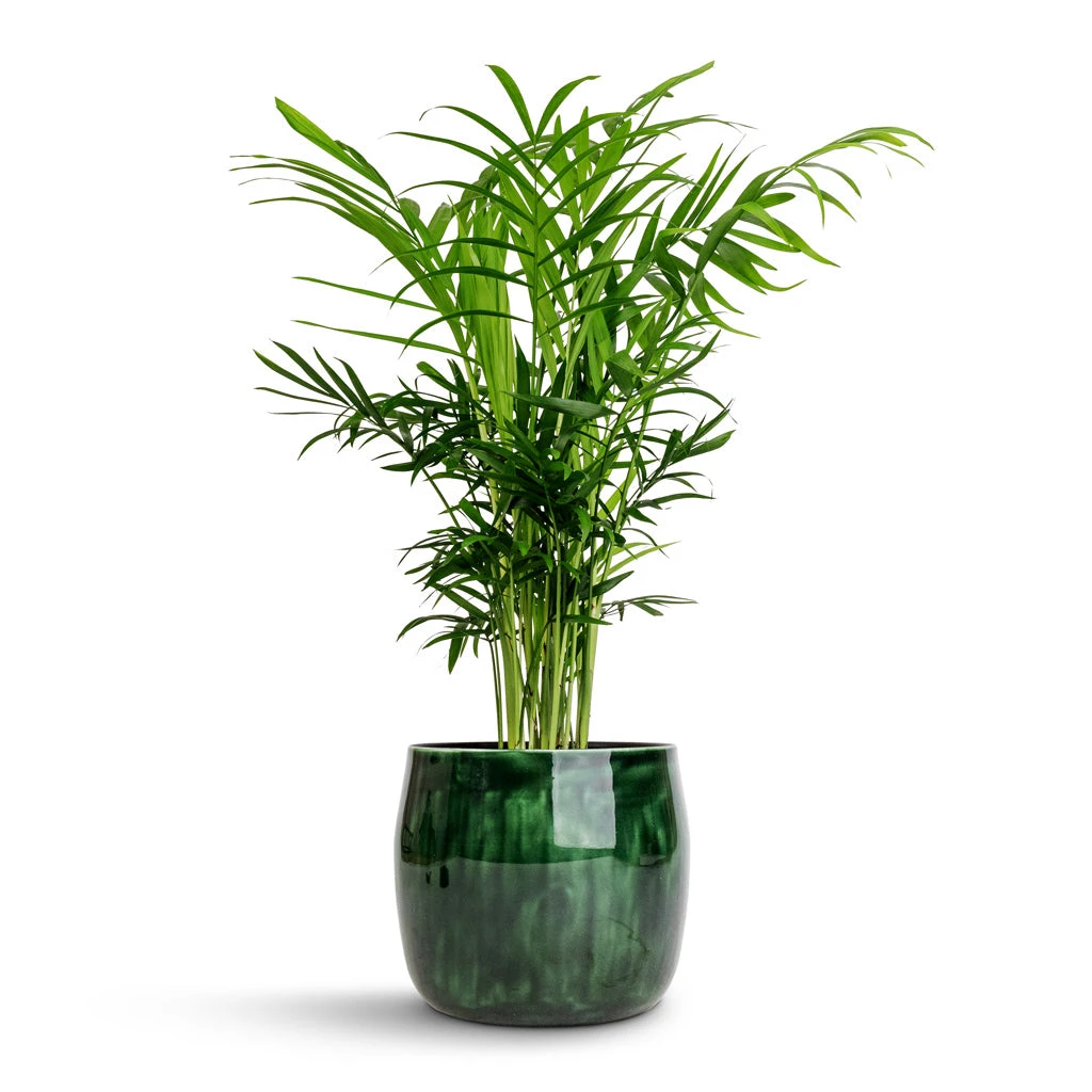 Babet Plant Pot - Pine 6 Babet Plant Pot - Pine - Image 6