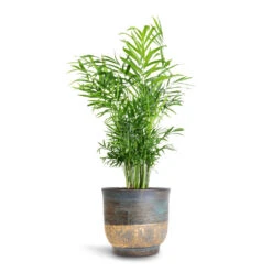 Aico Plant Pot - Shiny Blue -Plant Supplies Sale Chamaedorea elegans Parlour Palm 17x60cm Aico Plant Pot Shiny Blue 22x20cm 84a0fdd1 aeb1 4901 9e78 1b8df009c117