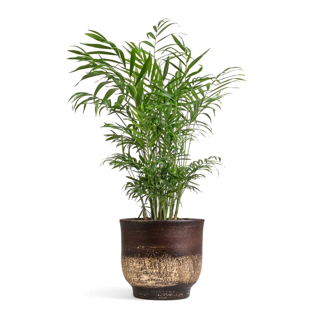 Aico Plant Pot - Shiny Brown 12 Aico Plant Pot - Shiny Brown - Image 12