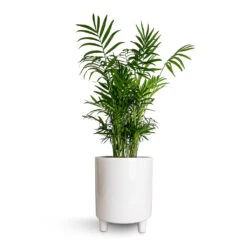 Pisa Plant Pot - White -Plant Supplies Sale Chamaedorea elegans Parlour Palm 17x60cm Pisa Plant Pot White 20x24cm
