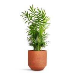 Solento Plant Pot - Terracotta Speckle 9 Solento Plant Pot - Terracotta Speckle -Plant Supplies Sale Chamaedorea elegans Parlour Palm 17x60cm Solento Plant Pot Terracotta Speckle 20x18.5cm