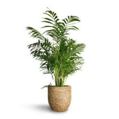 Cody Plant Pot - Straw Grass -Plant Supplies Sale Chamaedorea elegans Parlour Palm 20x100cm Cody Plant Pot Straw Grass 27x26cm bfdee9e1 64f1 48d1 b176 1aded2a0a097