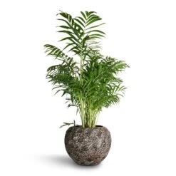 Luxe Lite Moon Globe Planter - Bronze -Plant Supplies Sale Chamaedorea elegans Parlour Palm 20x100cm Luxe Lite Moon Globe Planter Bronze 33x24cm