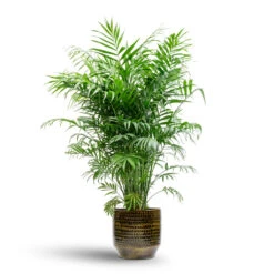Sanna Plant Pot - Savanna -Plant Supplies Sale Chamaedorea elegans Parlour Palm 20x100cm Sanna Plant Pot Savanna 25x23cm 99bdcfa8 358c 404b ac1a fd6ee3adfccc