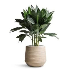 Dune Darcy Planter - Oat -Plant Supplies Sale Chamaedorea metallica Metallic Palm 21x70cm Dune Darcy Planter Oat 30x26cm bd14912e a3de 42bf a8cb bcbd604a8a38