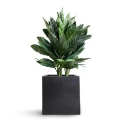 Fleur Natural Planter - Black -Plant Supplies Sale Chamaedorea metallica Metallic Palm 21x70cm Fleur Natural Planter Black 25x25x25cm