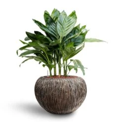 Luxe Lite Waterfall Globe Planter - Bronze -Plant Supplies Sale Chamaedorea metallica Metallic Palm Hydroculture Luxe Lite Waterfall Globe Planter Bronze