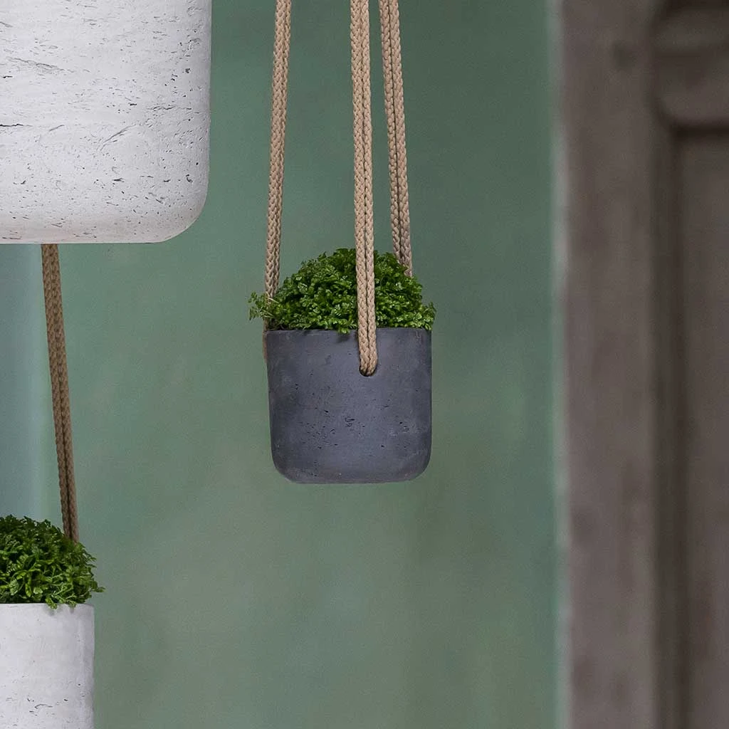 Charlie Hanging Plant Pot - Black Washed 4 Charlie Hanging Plant Pot - Black Washed - Image 4