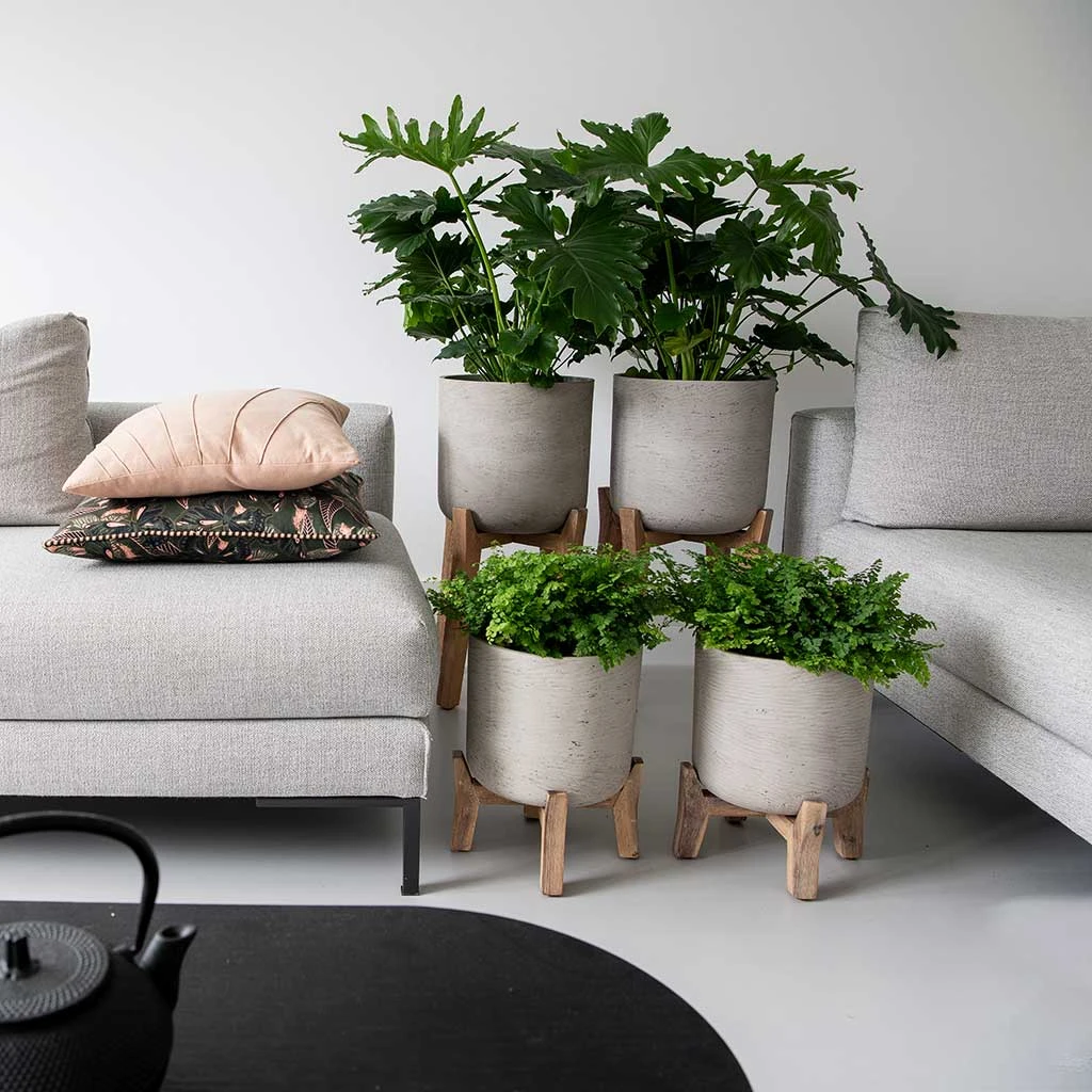 Charlie Plant Pot - Low Stand - Grey Washed 3 Charlie Plant Pot - Low Stand - Grey Washed - Image 3