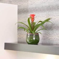 Charlotte Plant Pot - Green 38 Charlotte Plant Pot - Green -Plant Supplies Sale Charlotte Plant Pot Green Houseplant