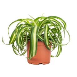 Chlorophytum Bonnie - Curly Spider Plant -Plant Supplies Sale Chlorophytum Bonnie Curly Spider Plant 12x25cm 2
