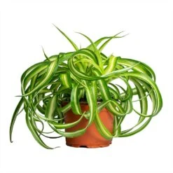 Chlorophytum Bonnie - Curly Spider Plant -Plant Supplies Sale Chlorophytum Bonnie Curly Spider Plant 12x25cm