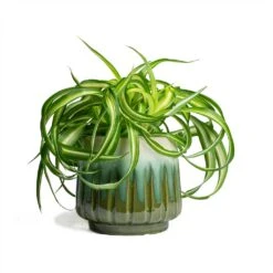 Chlorophytum Bonnie - Curly Spider Plant -Plant Supplies Sale Chlorophytum Bonnie Curly Spider Plant 12x25cm Alice Plant Pot Ocean 15x14cm