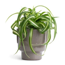 Chlorophytum Bonnie - Curly Spider Plant -Plant Supplies Sale Chlorophytum Bonnie Curly Spider Plant 12x25cm Aries Handles Plant Pot Charcoal 14x15cm 342136f2 ed6c 4efd 8f6c c55d02a5d88e