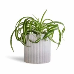 Chlorophytum Bonnie - Curly Spider Plant -Plant Supplies Sale Chlorophytum Bonnie Curly Spider Plant 12x25cm Azalea Ribbed Plant Pot Speckled Grey Stone 15x15cm 4829111a 6efd 42d0 90f5 6736f40e4e80
