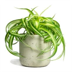 Chlorophytum Bonnie - Curly Spider Plant -Plant Supplies Sale Chlorophytum Bonnie Curly Spider Plant 12x25cm Charlie Plant Pot Grey Washed 15x15cm