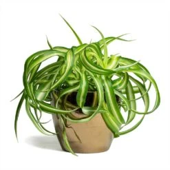 Chlorophytum Bonnie - Curly Spider Plant -Plant Supplies Sale Chlorophytum Bonnie Curly Spider Plant 12x25cm Sven Plant Pot Gold 15x12cm