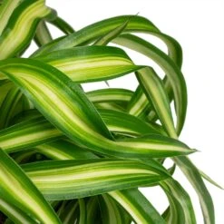 Chlorophytum Bonnie - Curly Spider Plant -Plant Supplies Sale Chlorophytum Bonnie Curly Spider Plant 12x25cm close up