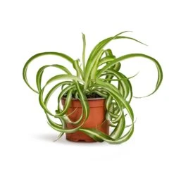 Chlorophytum Bonnie - Curly Spider Plant -Plant Supplies Sale Chlorophytum Bonnie Curly Spider Plant 12x25cm 515a39d4 9d1f 44ed bee0 bc89328bd39b