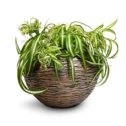 Luxe Lite Wrinkle Globe Planter - Bronze -Plant Supplies Sale Chlorophytum Bonnie Curly Spider Plant 20x50cm Luxe Lite Wrinkle Globe Planter Bronze 33x24cm