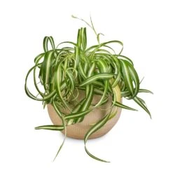 Ryan Plant Pot - Sand Gold -Plant Supplies Sale Chlorophytum Bonnie Curly Spider Plant 20x50cm Ryan Plant Pot Sand Gold 26x26cm