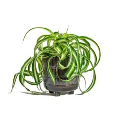 Chlorophytum Bonnie - Curly Spider Plant -Plant Supplies Sale Chlorophytum Bonnie Curly Spider Plant Denise Plant Pot Blue Bronze