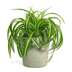 Chlorophytum Bonnie - Curly Spider Plant -Plant Supplies Sale Chlorophytum Bonnie Curly Spider Plant Mini Bucket Plant Pot Grey Washed 44eb0987 37e1 43bb 8493 fcf4ddb826e4