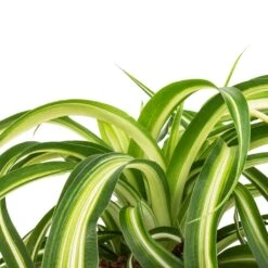 Chlorophytum Bonnie - Curly Spider Plant -Plant Supplies Sale Chlorophytum Bonnie Curly Spider Plant SWATCH 330a72e9 cff4 4436 93a2 50f10d1b4e97