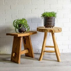 Chlorophytum Bonnie - Curly Spider Plant -Plant Supplies Sale Chlorophytum Bonnie Curly Spider Plant Senecio Himalaya Himalaya Groundsel Denise Plant Pot Blue Bronze 9820570b 671f 4573 872a fe253f0dd6da