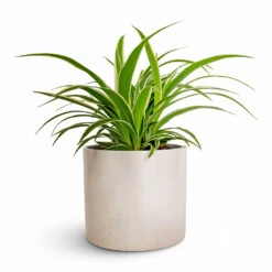 Lazzaro Plant Pot - Linen Effect -Plant Supplies Sale Chlorophytum Ocean Spider Plant 12x20cm Lazzaro Plant Pot Linen Effect 15x13cm 444a47c3 7fc6 40a9 a9f5 67169397bd66