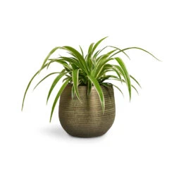 Lydia Plant Pot - Shiny Green -Plant Supplies Sale Chlorophytum Ocean Spider Plant 12x20cm Lydia Plant Pot Shiny Green 15x13cm