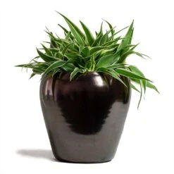 Amora Plant Pot - Black Gold -Plant Supplies Sale Chlorophytum Ocean Spider Plant 15x25cm Amora Plant Pot Black Gold 21x21cm
