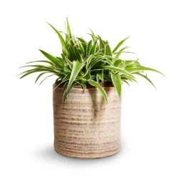 Hera Plant Pot - Ivory -Plant Supplies Sale Chlorophytum Ocean Spider Plant 15x25cm Hera Plant Pot Ivory 17x16cm