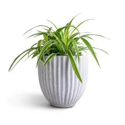 Lagos Plant Pot - Cement -Plant Supplies Sale Chlorophytum Ocean Spider Plant 15x25cm Lagos Plant Pot Cement 20x20cm b2ab8656 f46f 42a0 8d23 d5b8fcec2c4c