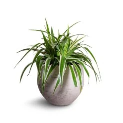 Mini Orb Kevan Plant Pot - Grey Washed -Plant Supplies Sale Chlorophytum Variegatum Spider Plant 19x60cm Mini Orb Kevan Plant Pot Grey Washed 25x21cm b3ebf995 559f 4d7d 976b c5e46c2dae71