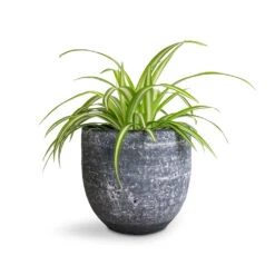 Chlorophytum Vittatum - Spider Plant -Plant Supplies Sale Chlorophytum Vittatum Spider Plant 12x35cm Cas Plant Pot Anthracite 15x13cm f6d5a86b 78df 49d7 8422 877c8d2d7990
