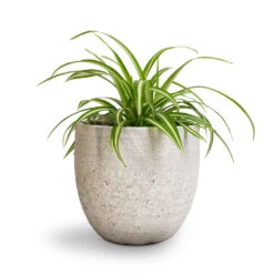 Chlorophytum Vittatum - Spider Plant -Plant Supplies Sale Chlorophytum Vittatum Spider Plant 12x35cm Cas Plant Pot Cool Grey 17x15cm
