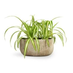 Chlorophytum Vittatum - Spider Plant -Plant Supplies Sale Chlorophytum Vittatum Spider Plant 12x35cm Feico Oval Plant Bowl Mint Grey 28x15x13cm