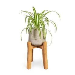 Patt Plant Pot - Tall Stand - Grey Washed -Plant Supplies Sale Chlorophytum Vittatum Spider Plant 12x35cm Patt Plant Pot Tall Stand Grey Washed 23x34cm 26d37d9a ed80 4e45 9308 bbfb26fc2c74