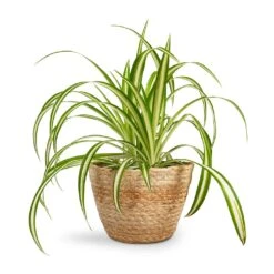 Chlorophytum Vittatum - Spider Plant -Plant Supplies Sale Chlorophytum Vittatum Spider Plant 12x35cm Selin Plant Basket Jute 15x12cm 55c3b876 8b68 4f5a 8ae9 b581ca36259b