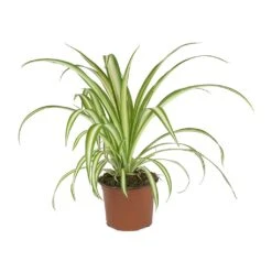 Chlorophytum Vittatum - Spider Plant -Plant Supplies Sale Chlorophytum Vittatum Spider Plant