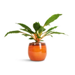 Charlotte Plant Pot - Orange 27 Charlotte Plant Pot - Orange -Plant Supplies Sale Chlorophytum orchidastrum Green Orange 12x40cm Charlotte Plant Pot Orange 19x16cm 2600c6c4 a7f5 406a 878e 86c867f424c5