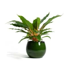 Charlotte Plant Pot - Green 25 Charlotte Plant Pot - Green -Plant Supplies Sale Chlorophytum orchidastrum Green Orange Charlotte Plant Pot Green f13d40ff 6a85 4acc 856f af6e20ea8cad