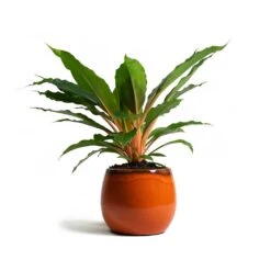 Charlotte Plant Pot - Orange 30 Charlotte Plant Pot - Orange -Plant Supplies Sale Chlorophytum orchidastrum Green Orange Charlotte Plant Pot Orange 7a9d721d 7a90 4a85 a1c8 1fe80b3b5a22