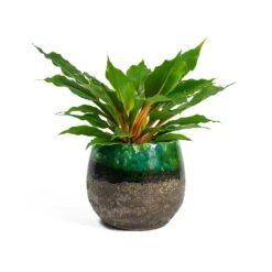 Lindy Plant Pot - Black Green -Plant Supplies Sale Chlorophytum orchidastrum Green Orange Lindy Plant Pot Black Green