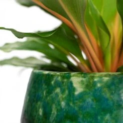 Lindy Plant Pot - Black Green -Plant Supplies Sale Chlorophytum orchidastrum Green Orange Lindy Plant Pot Black Green Close Up