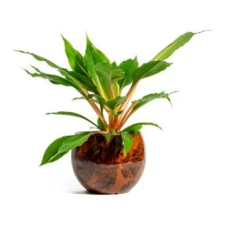 Kae Plant Pot - Cayenne -Plant Supplies Sale Chlorophytum orchidastrum Green Orange kae cayenne plant pot 281b7ea6 dc39 4dee 8449 b8c669f971e2